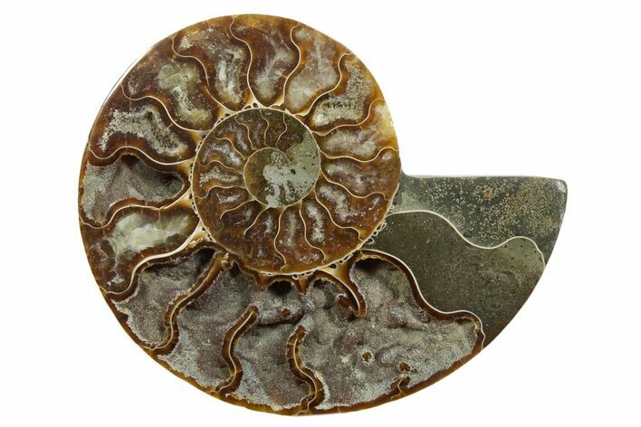Cut & Polished Ammonite Fossil (Half) - Madagascar #349046